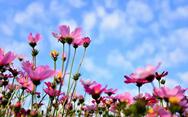 扎西德勒：让学校文化“格桑花”盛开雪域高原——西藏山南三所小学赴湘考察学校文化建设纪实